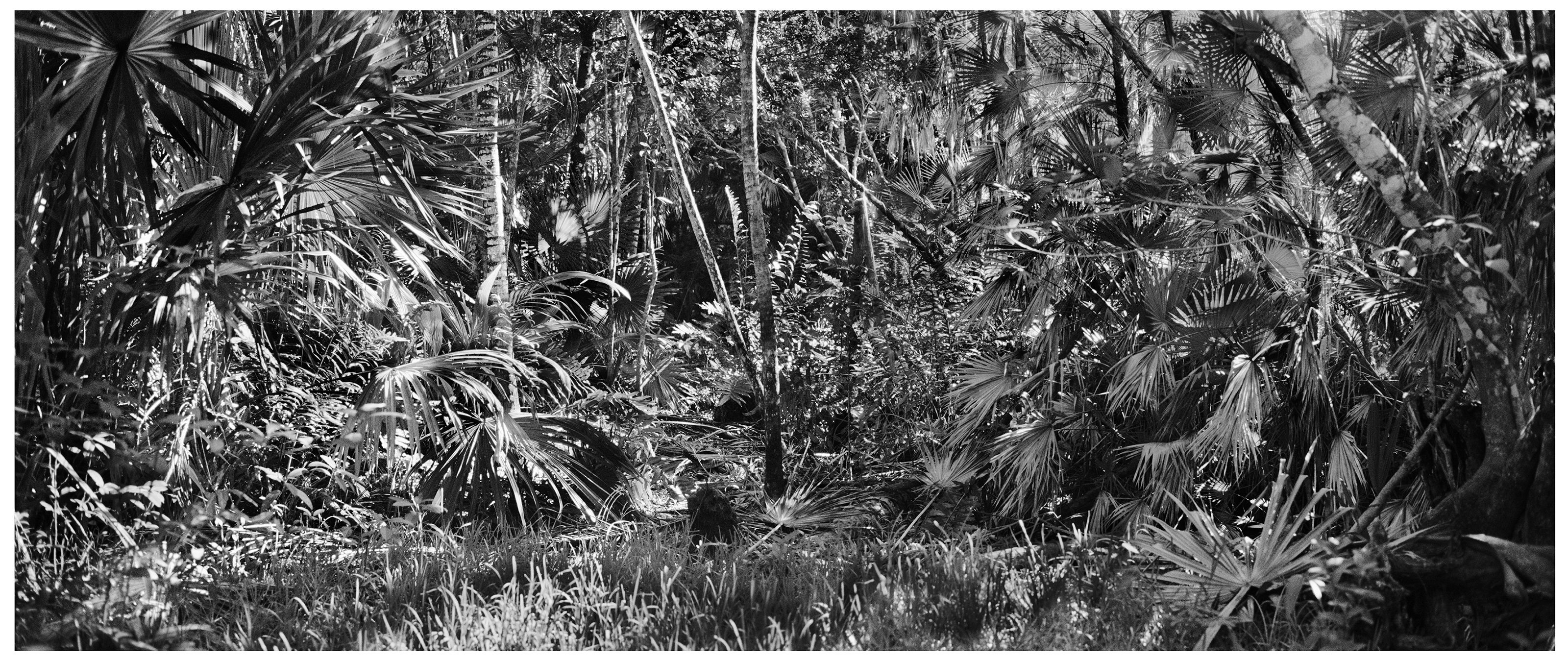 jungle i