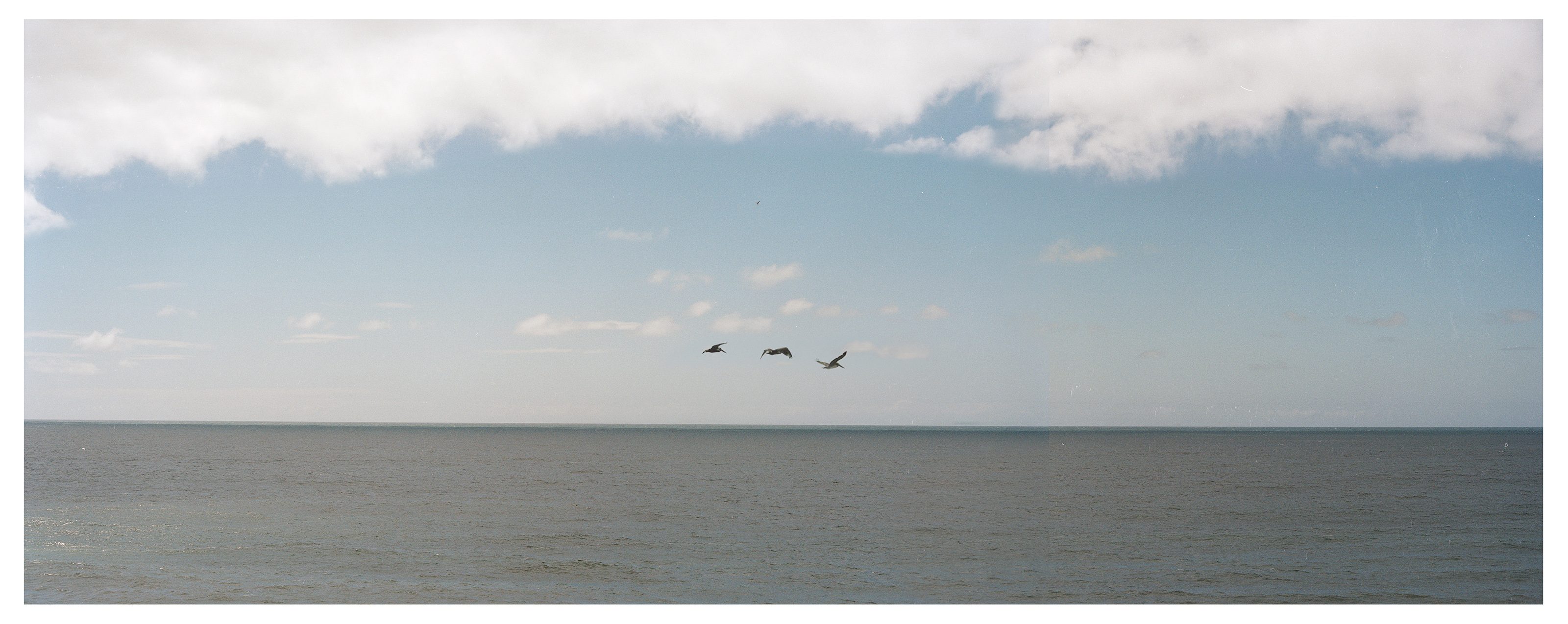 pelicans