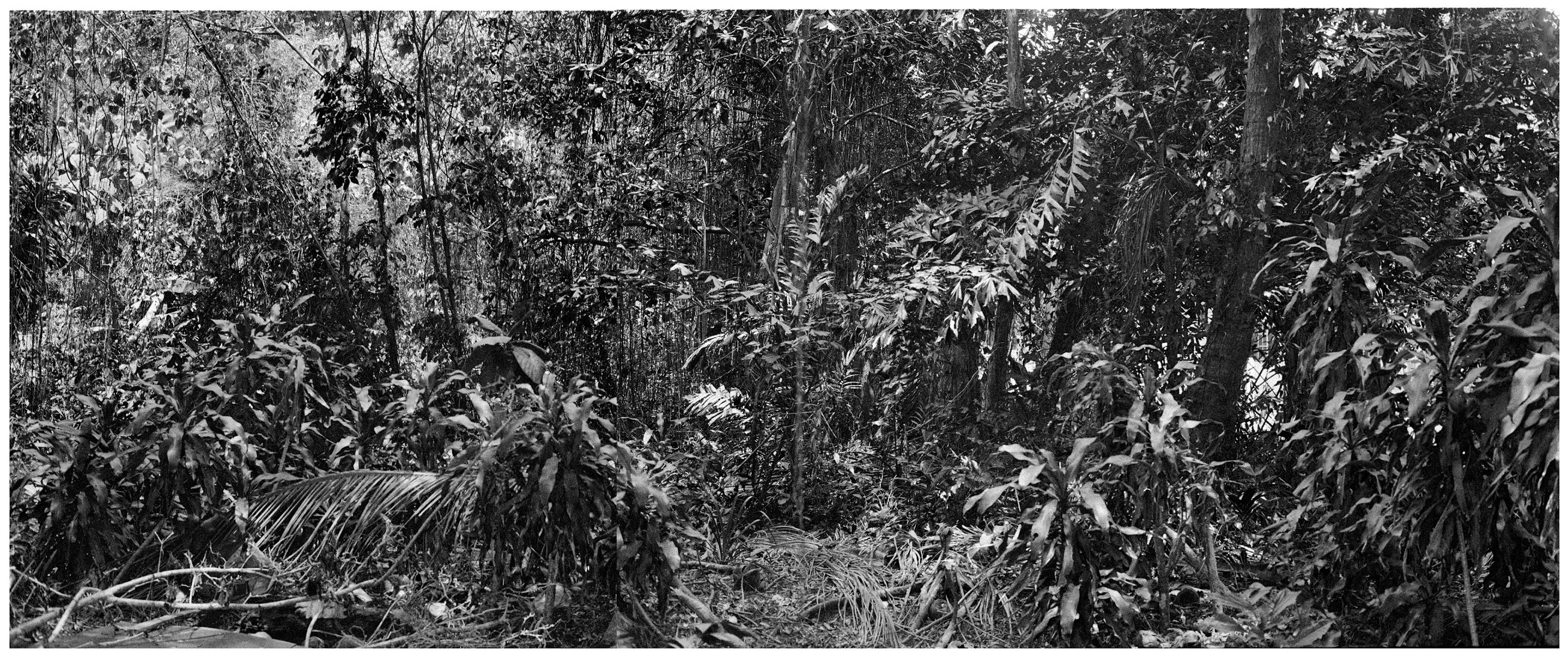 jungle ii