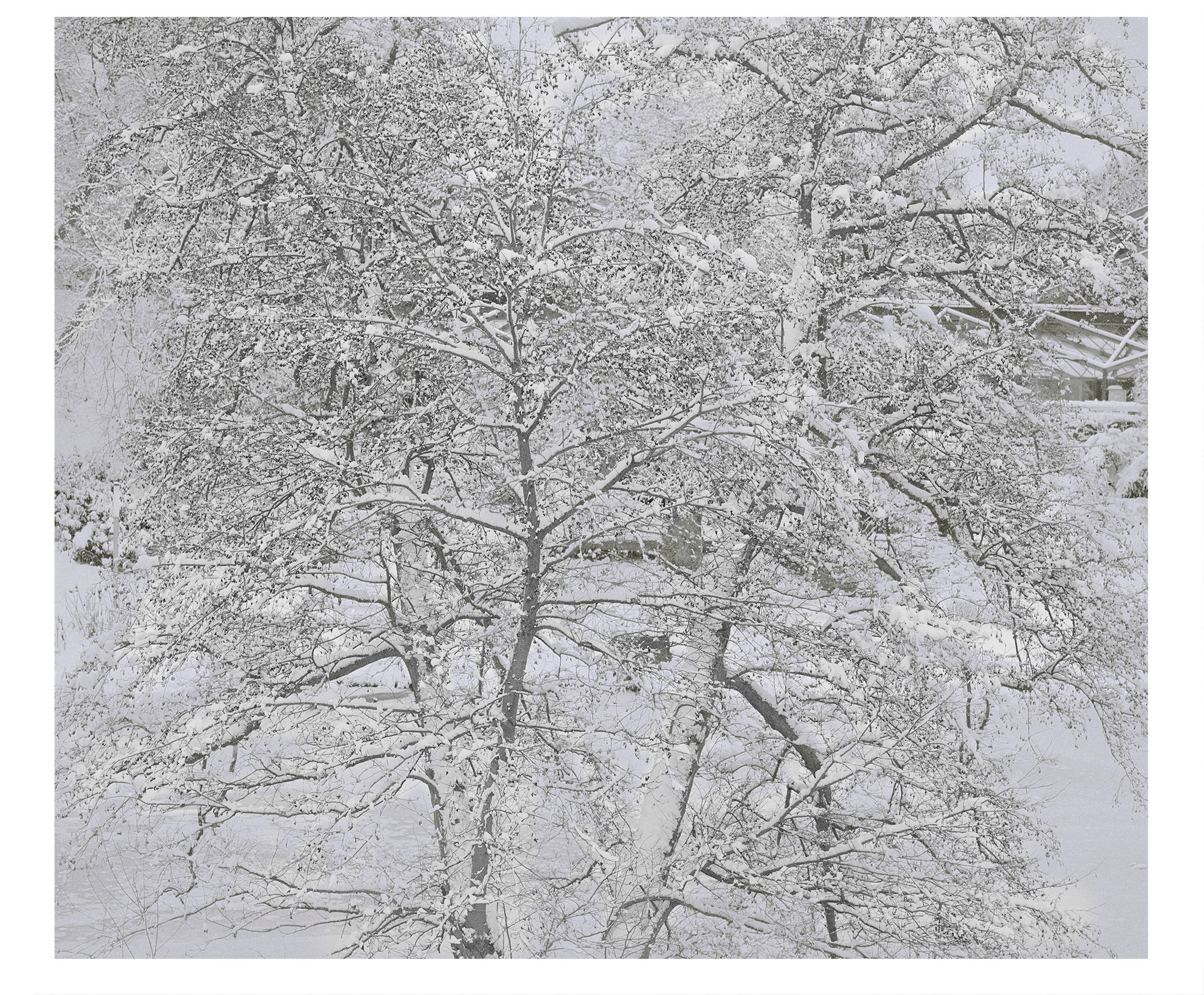 white vii
